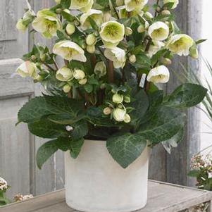 Helleborus x Frostkiss® Moondance™ (Lenten Rose)