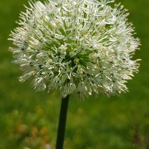 Allium 'Mt. Everest' (Ornamental Onion) perennial