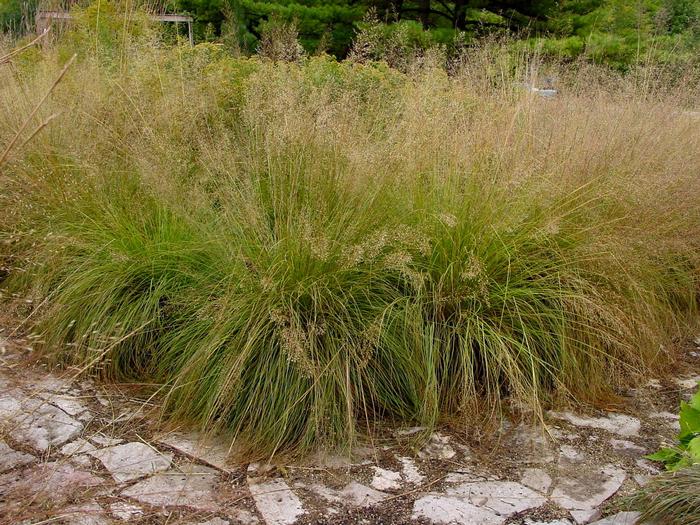 Prairie Dropseed (Sporobolus heterolepsis)