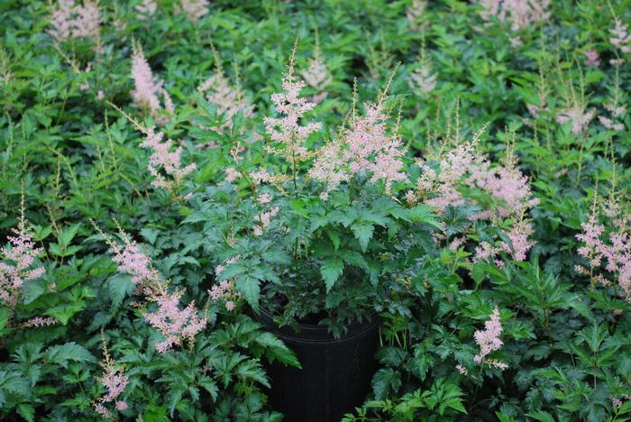 Astilbe simplicifolia 'Hennie Graafland' (False Spirea), pink flowers