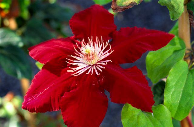 Clematis hybrid 'Rebecca'™ (Hybrid Clematis), red flower