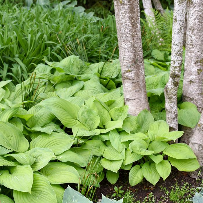 Hosta x 'Guacamole' (Plantain Lily)