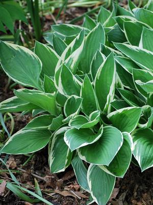 Hosta x 'Francee' (Plantain Lily)