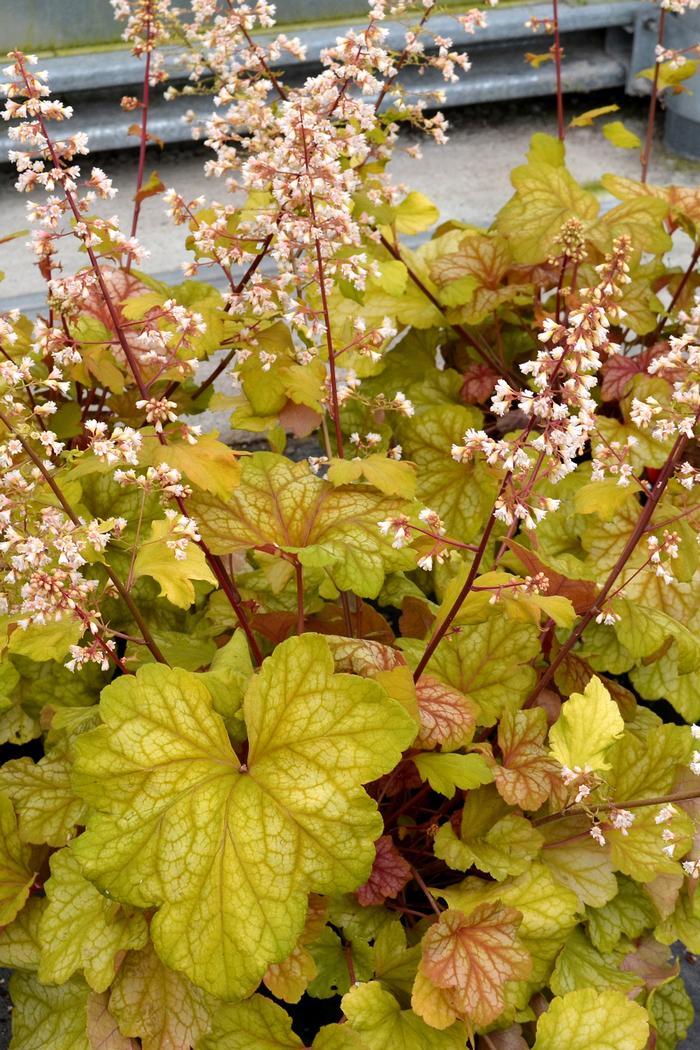 Heuchera x 'Champagne' (Coral Bells)