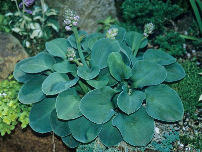 Hosta 'Blue Mouse Ears' (Plantain Lily)