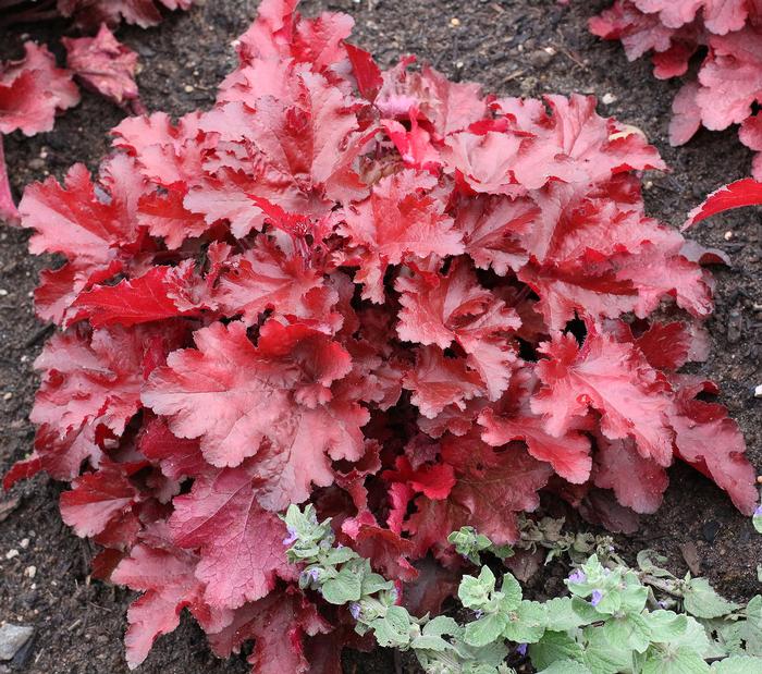 Heuchera x Forever® Red (Coral Bells)