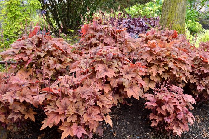 Heucherella 'Sweet Tea' (Foamy Bells)