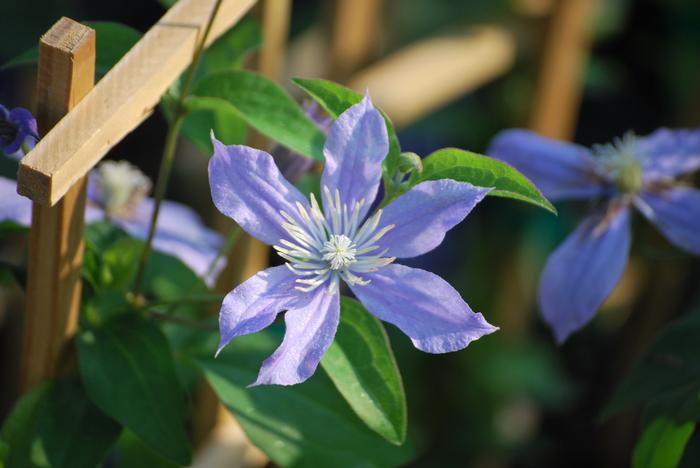 Clematis hybrid 'Arabella' (Hybrid Clematis), purple flowers