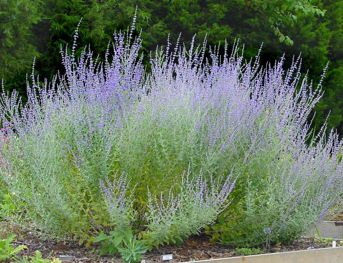 Dwarf Russian Sage (Perovskia atriplicifolia 'Little Spire')