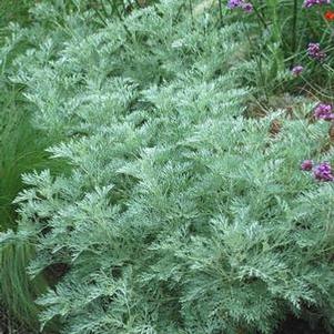 Wormwood (Artemisia arborescens 'Powis Castle')
