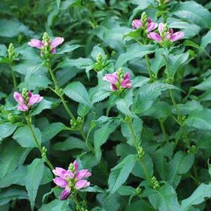 Pink Turtlehead (Chelone lyonii 'Hot Lips')