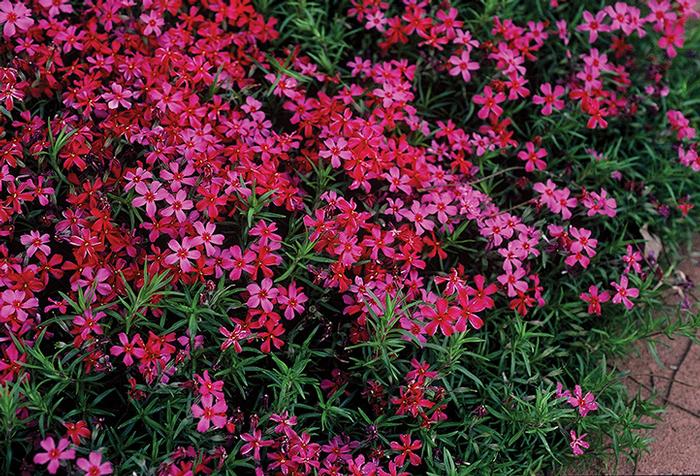 Phlox subulata 'Scarlet Flame' (Moss Pinks)