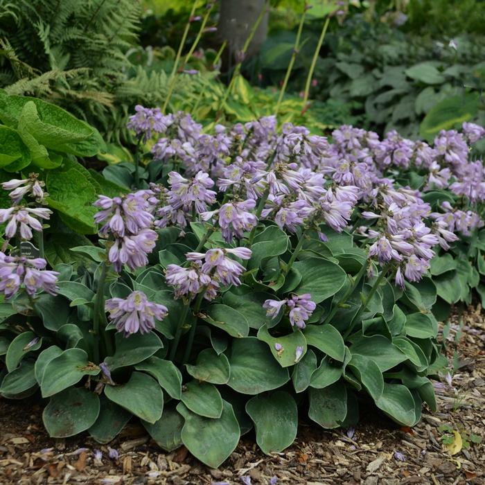 Hosta 'Blue Mouse Ears' (Plantain Lily)