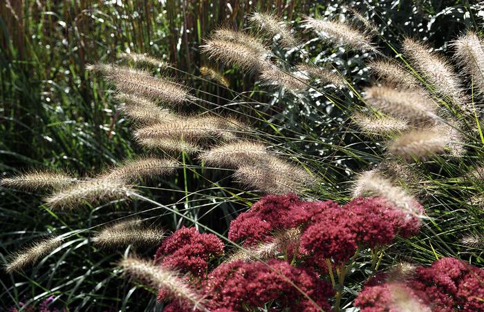 Pennisetum alopecuroides (Fountain Grass)