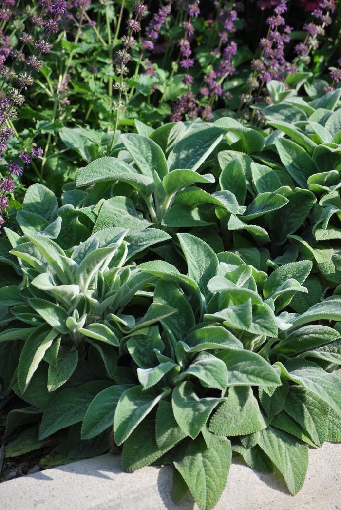 Stachys byzantina 'Helene von Stein' (Lamb's Ear)