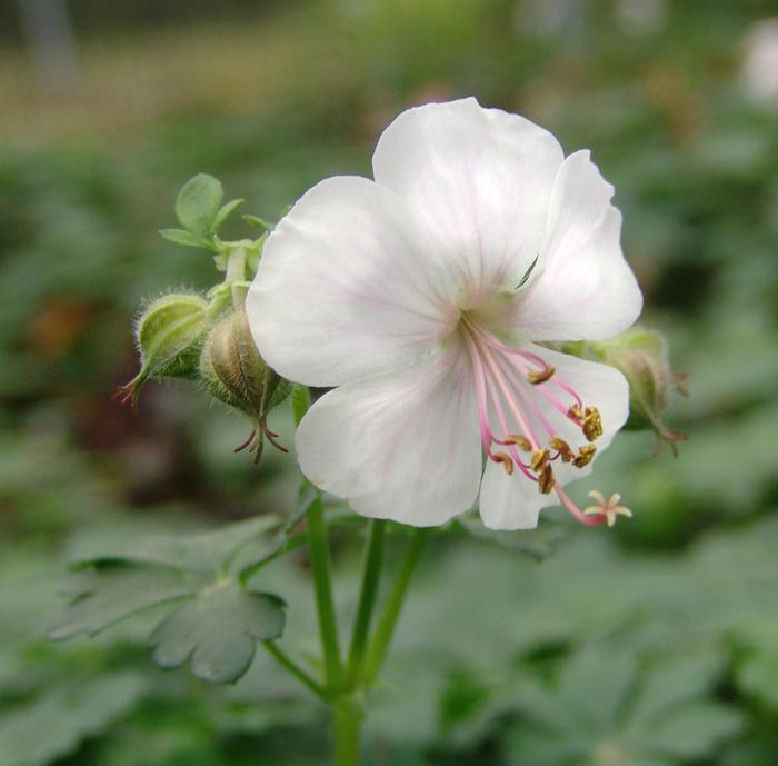 Geranium cantabrigiense 'Biokovo' (Cranesbill)