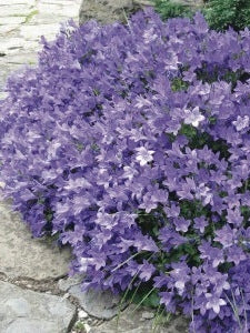 Bellflower (Campanula x 'Birch Hybrid'), purple flowers