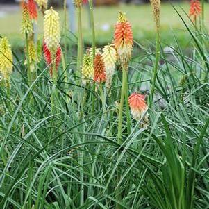 Red Hot Poker (Kniphofia uvaria 'Flamenco')