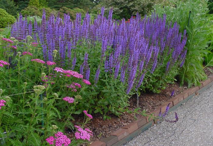 Salvia nemorosa 'Blue Hill' (Sage)