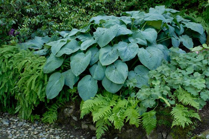 Hosta x 'Blue Angel' (Plantain Lily)