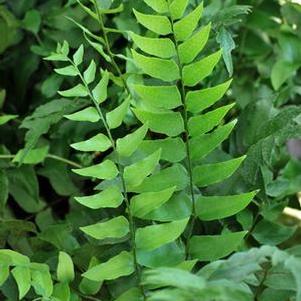Fortune's Hardy Holly Fern (Cyrtomium fortunei)