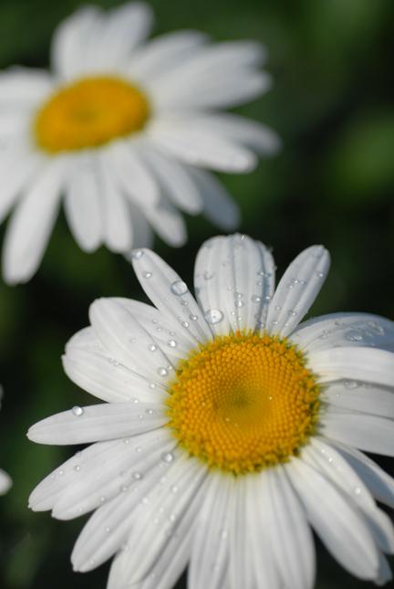 Leucanthemum x 'Becky' (Shasta Daisy)