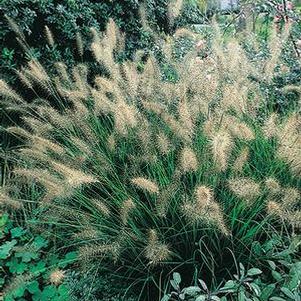 Pennisetum alopecuroides (Fountain Grass)