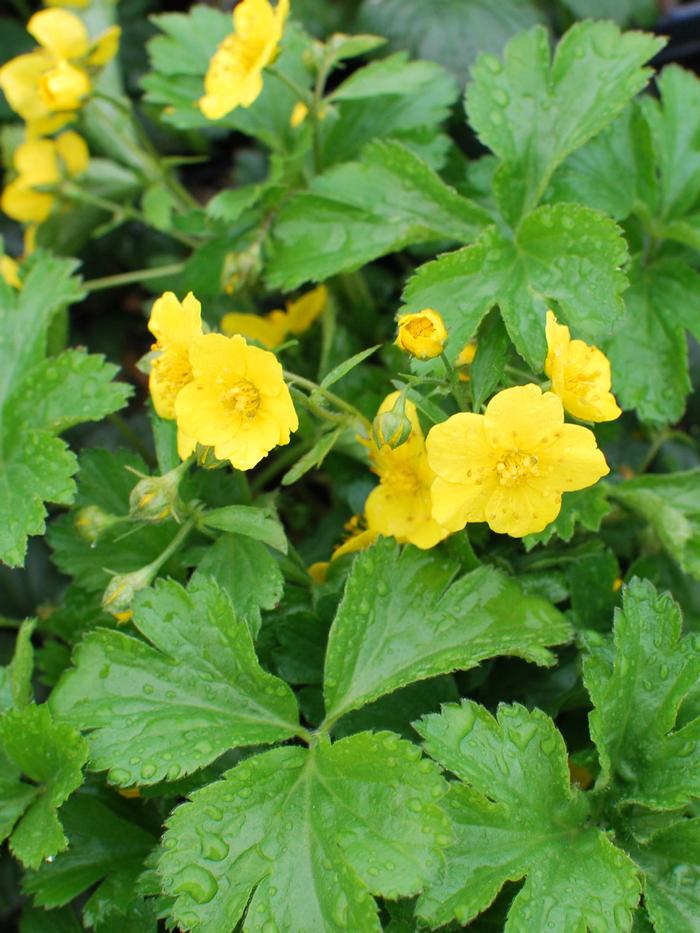 Geum fragaroides (Waldsteinia fragaroides) (Appalachian Barren Strawberry)