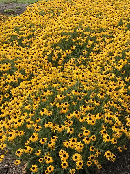 Rudbeckia x 'American Gold Rush' (Black-eyed Susan)