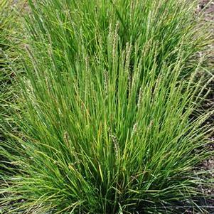 Autumn Moor Grass (Seslaria autumnalis), green grass