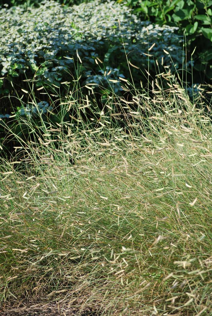 Blue Grama (Bouteloua gracilis 'Blonde Ambition')