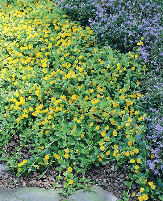 Creeping Jenny (Lysimachia nummularia), yellow flowers