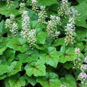 Tiarella cordifolia 'Brandywine' (Foam Flower)