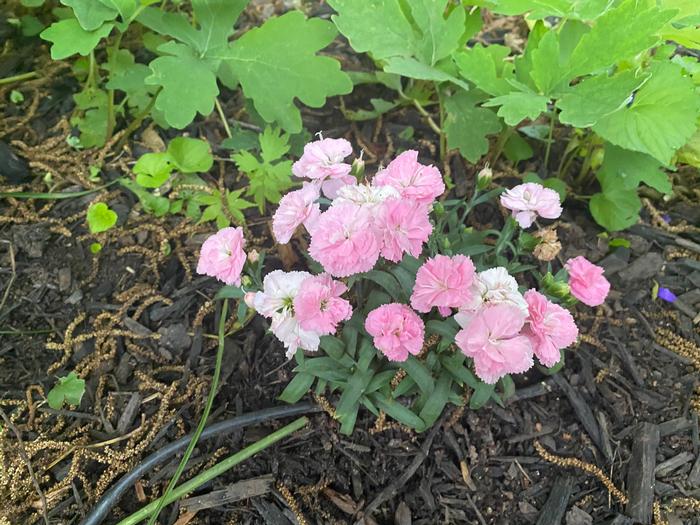 Dianthus Constant Cadence® Peach Milk (Garden Pinks), pink flowers