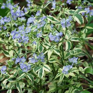 Variegated Jacob's Ladder (Polemonium reptans 'Stairway to Heaven')