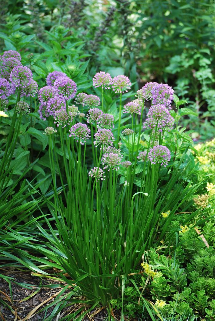 Allium 'Millenium' (Ornamental Onion) perennial