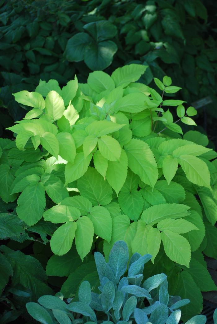 Japanese Spikenard (Aralia cordata 'Sun King')