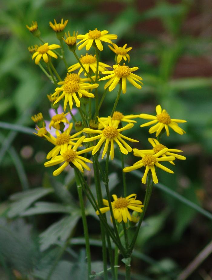 Golden Ragwort (Senecio aureus)