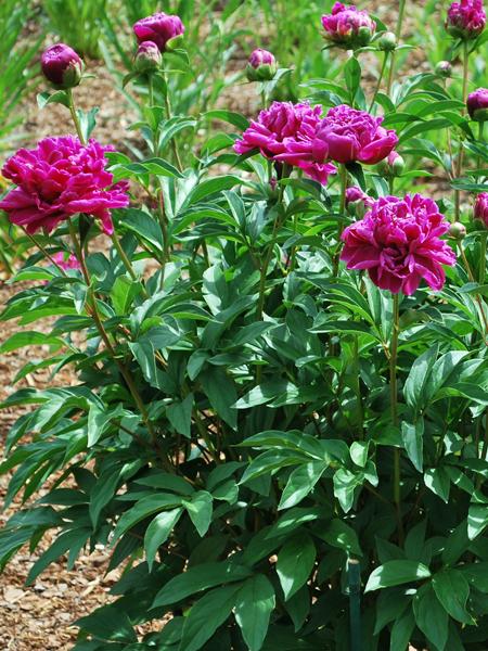 Paeonia lactiflora 'Felix Crousse' (Garden Peony)