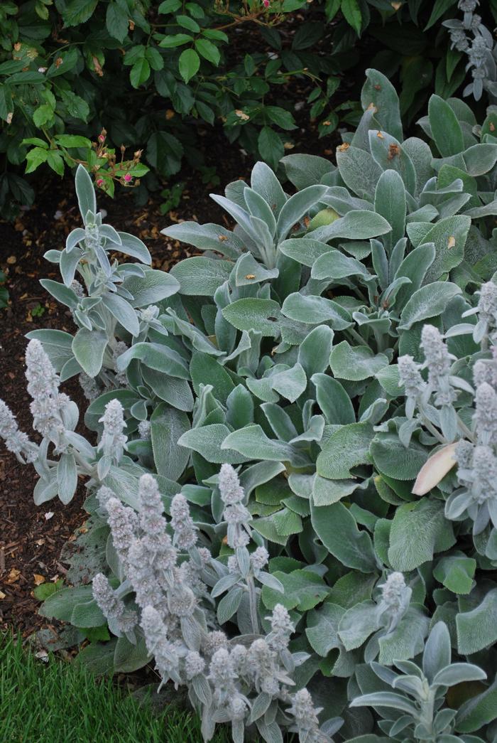 Stachys byzantina 'Silver Carpet' (Lamb's Ear)