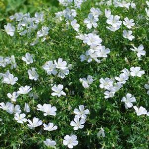 Geranium sanguineum 'Album' (Cranesbill)