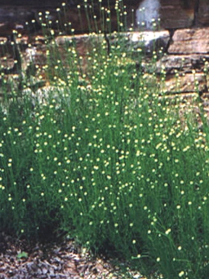 Santolina virens (Lavender Cotton)