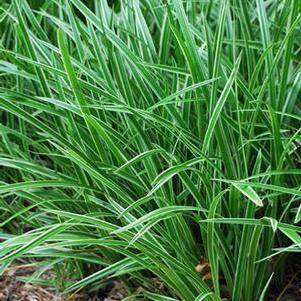 Silver Variegated Sedge (Carex morrowii 'Ice Dance')