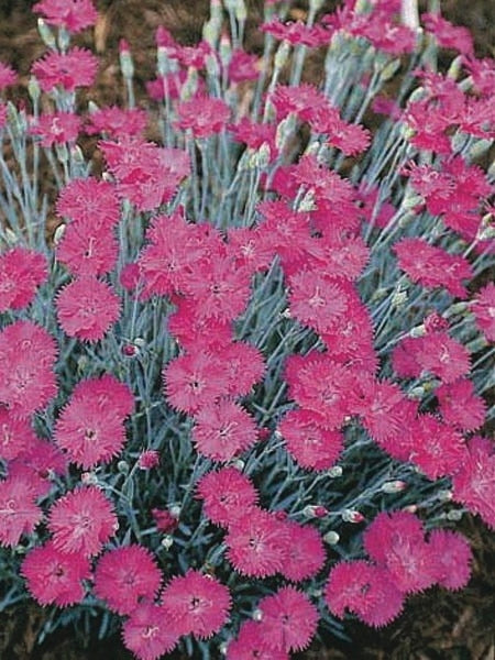 Dianthus x 'Neon Star' (Garden Pinks), pink flowers