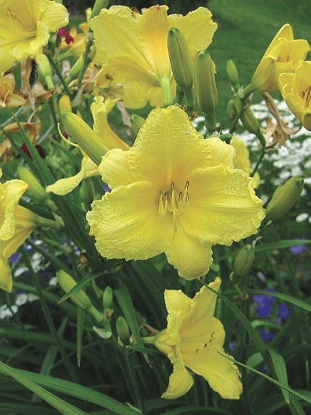 Hemerocallis 'Happy Returns' (Daylily)