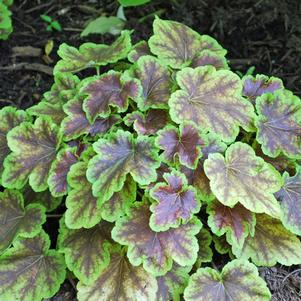 Heucherella 'Solar Eclipse' (Foamy Bells)