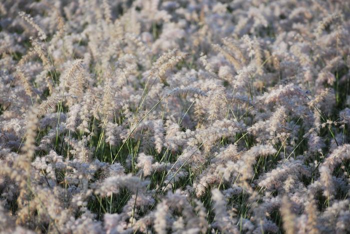 Oriental Fountain Grass (Pennisetum orientale)