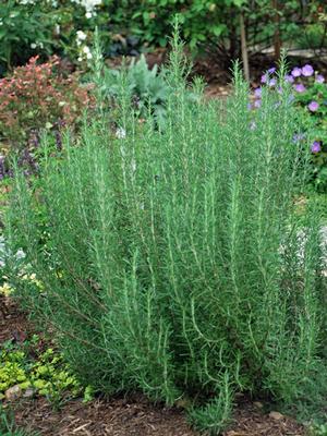 Hardy Rosemary (Rosmarinus officinalis 'Arp')