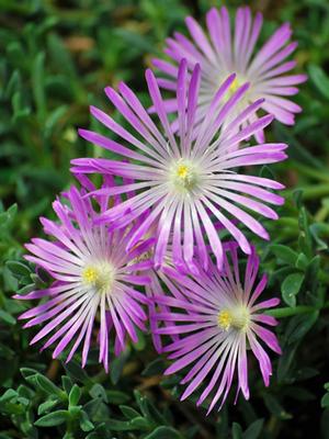 TABLE MOUNTAIN® Ice Plant (Delosperma 'John Proffitt')