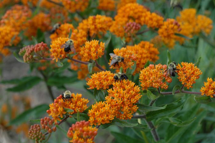 Butterfly Weed (Asclepias tuberosa), orange flowers